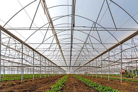 Greenhouse Cover